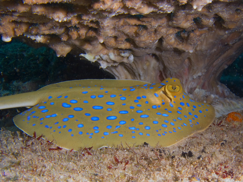 Bluespotted Stingray