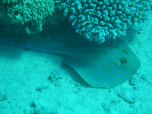 bluespotted_stingray_-_Sharm