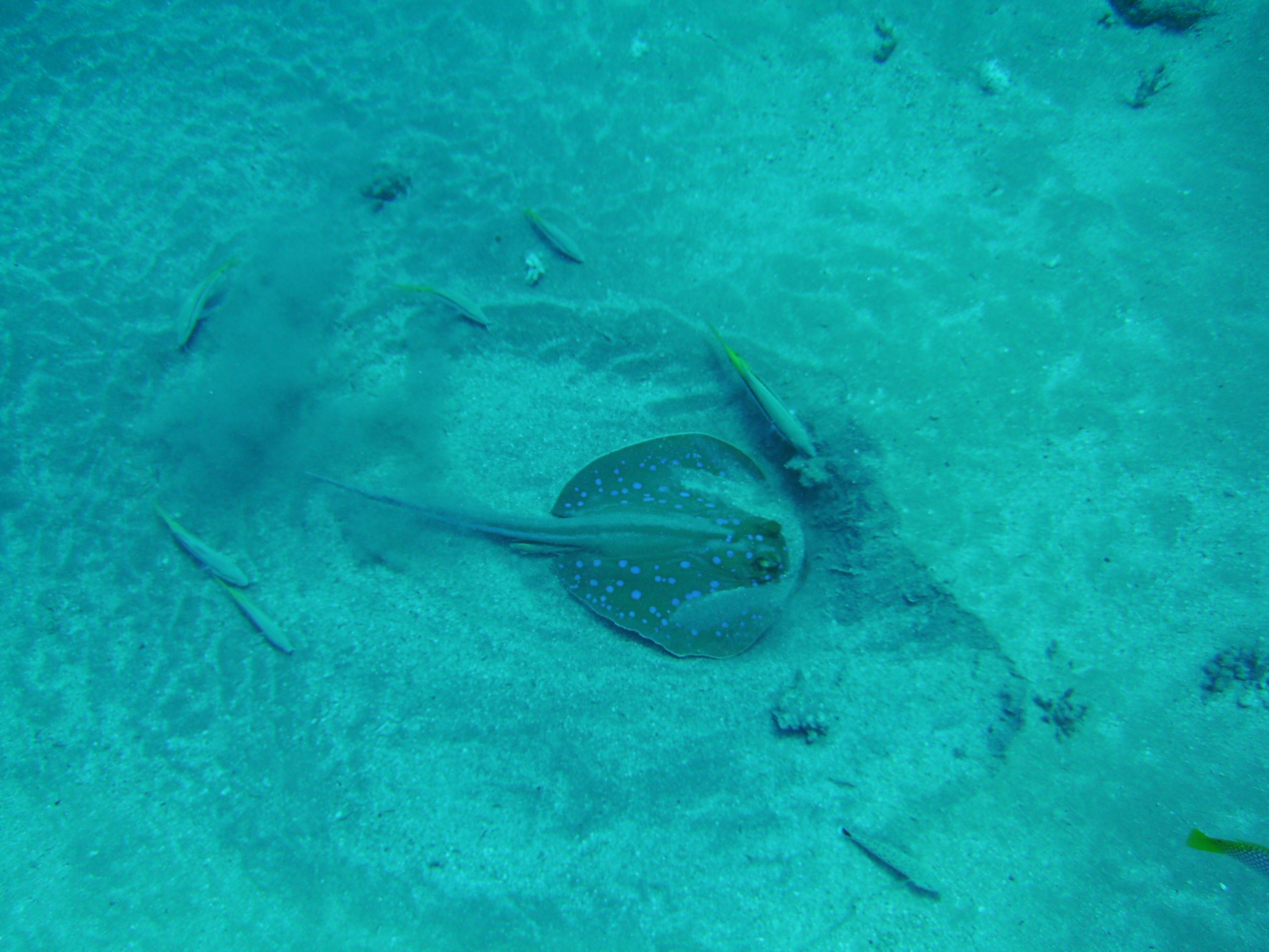Bluespottedray