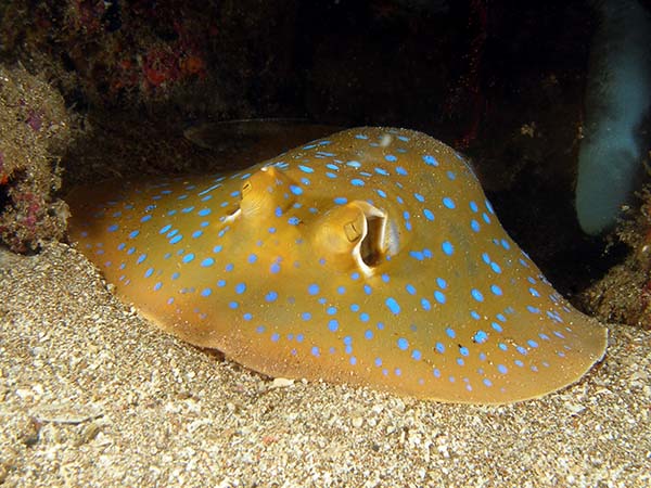 bluespottedstingray