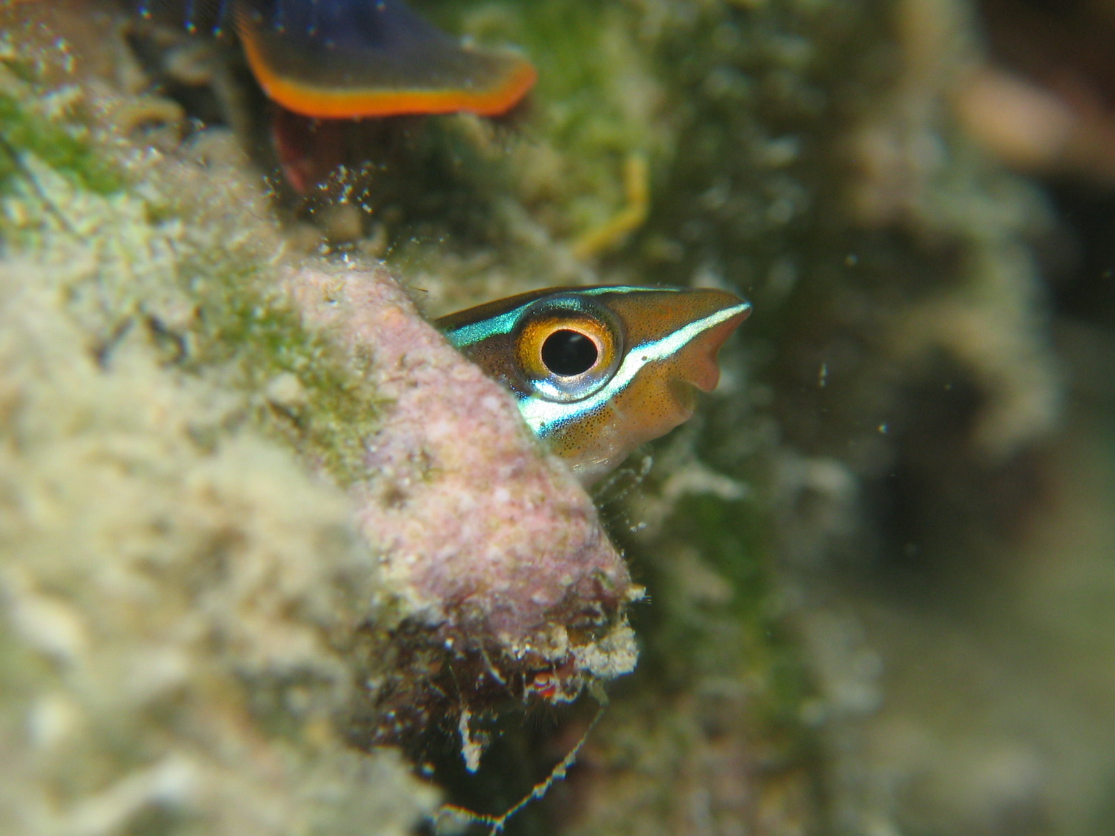 Bluestriped Fang Blenny