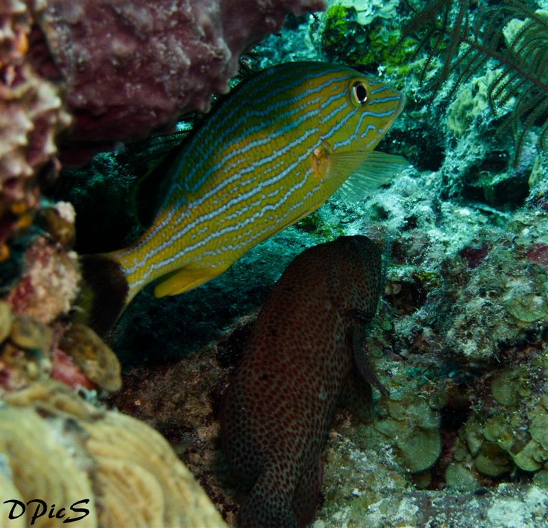 Bluestriped Grunt and Rockhind