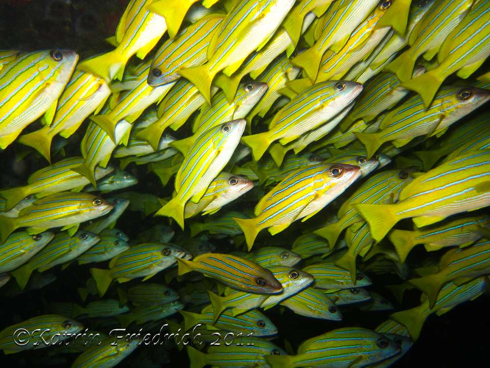 Bluestriped snappers