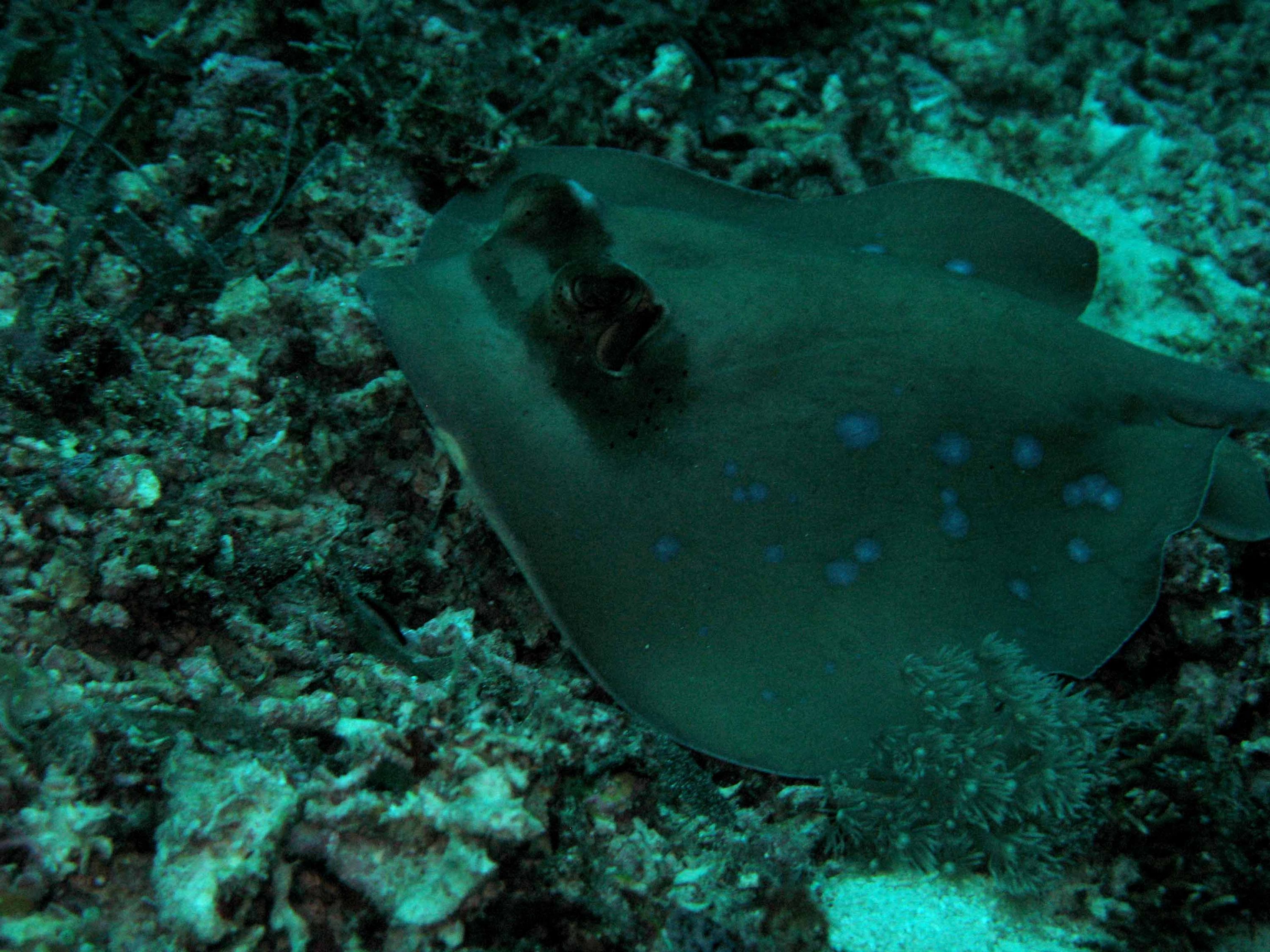 Bluspotted Ray
