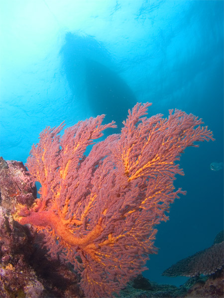 Boat & Sea Fan