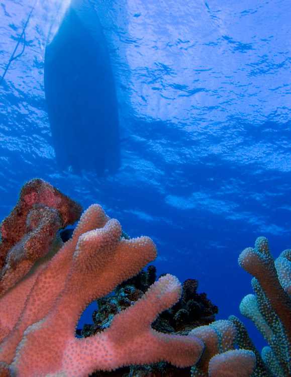 Boat_through_Antler_Coral_PB030031