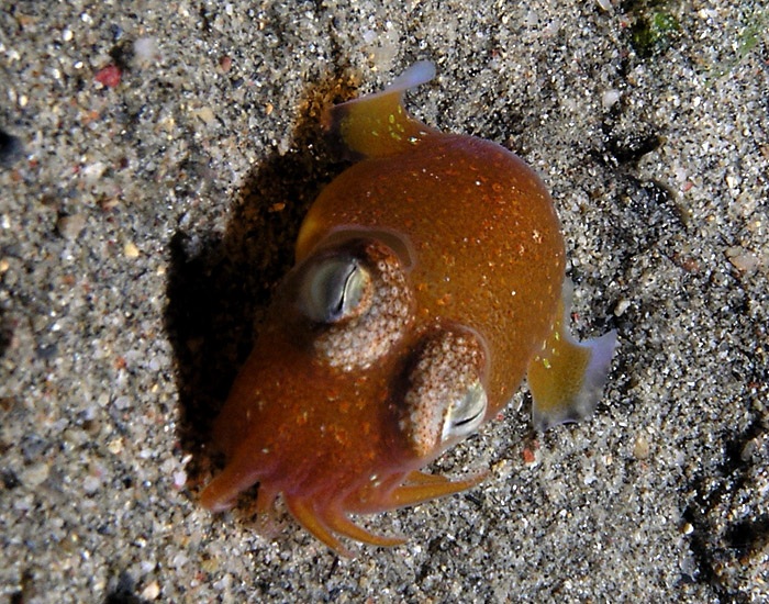 Bobtail squid being bold