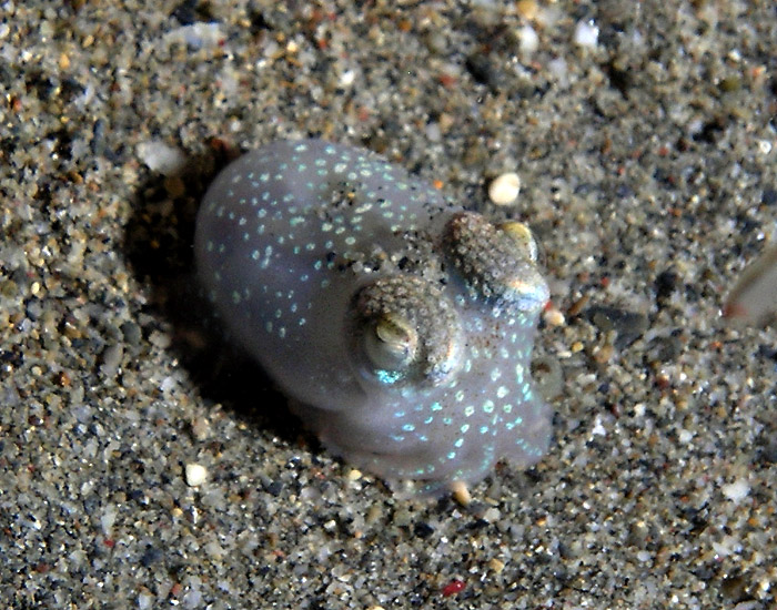 Bobtail squid in clear camo color