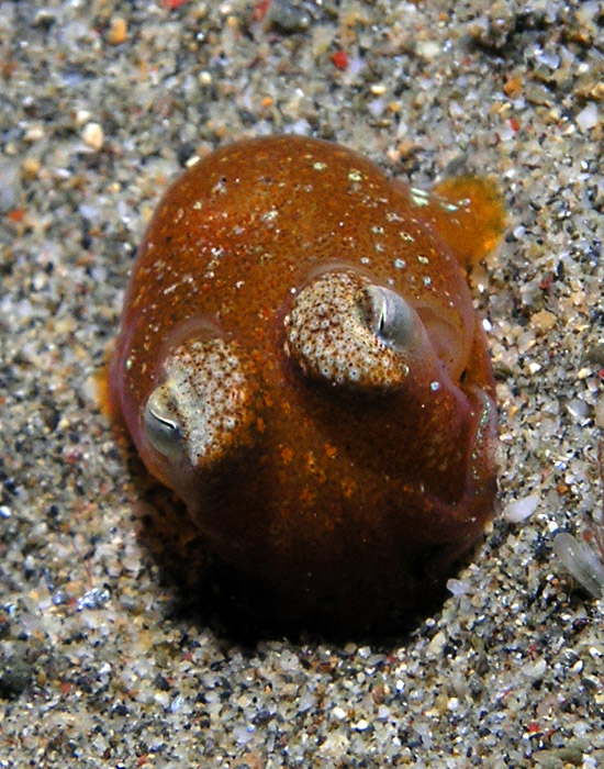 Bobtail squid looking smug