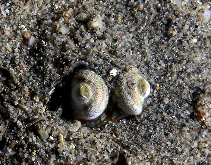 Bobtail squid peering from the sand