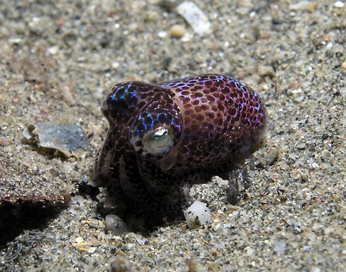 Bobtail squid