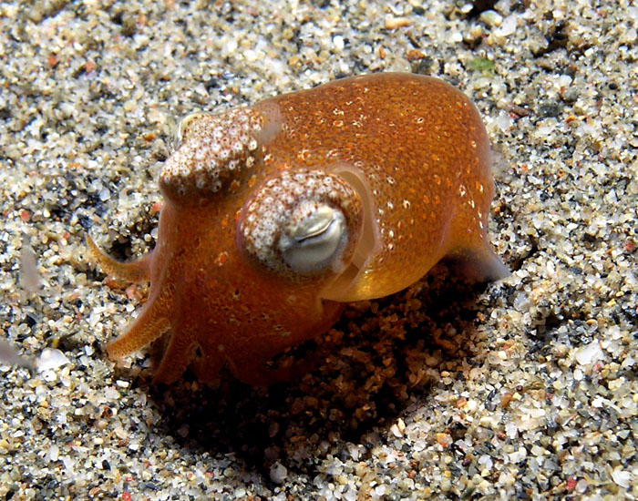 Bobtail squid