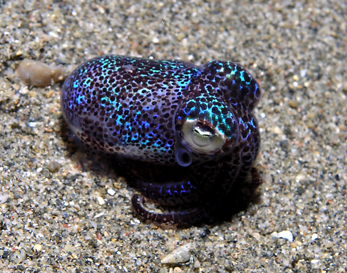 Bobtail squid