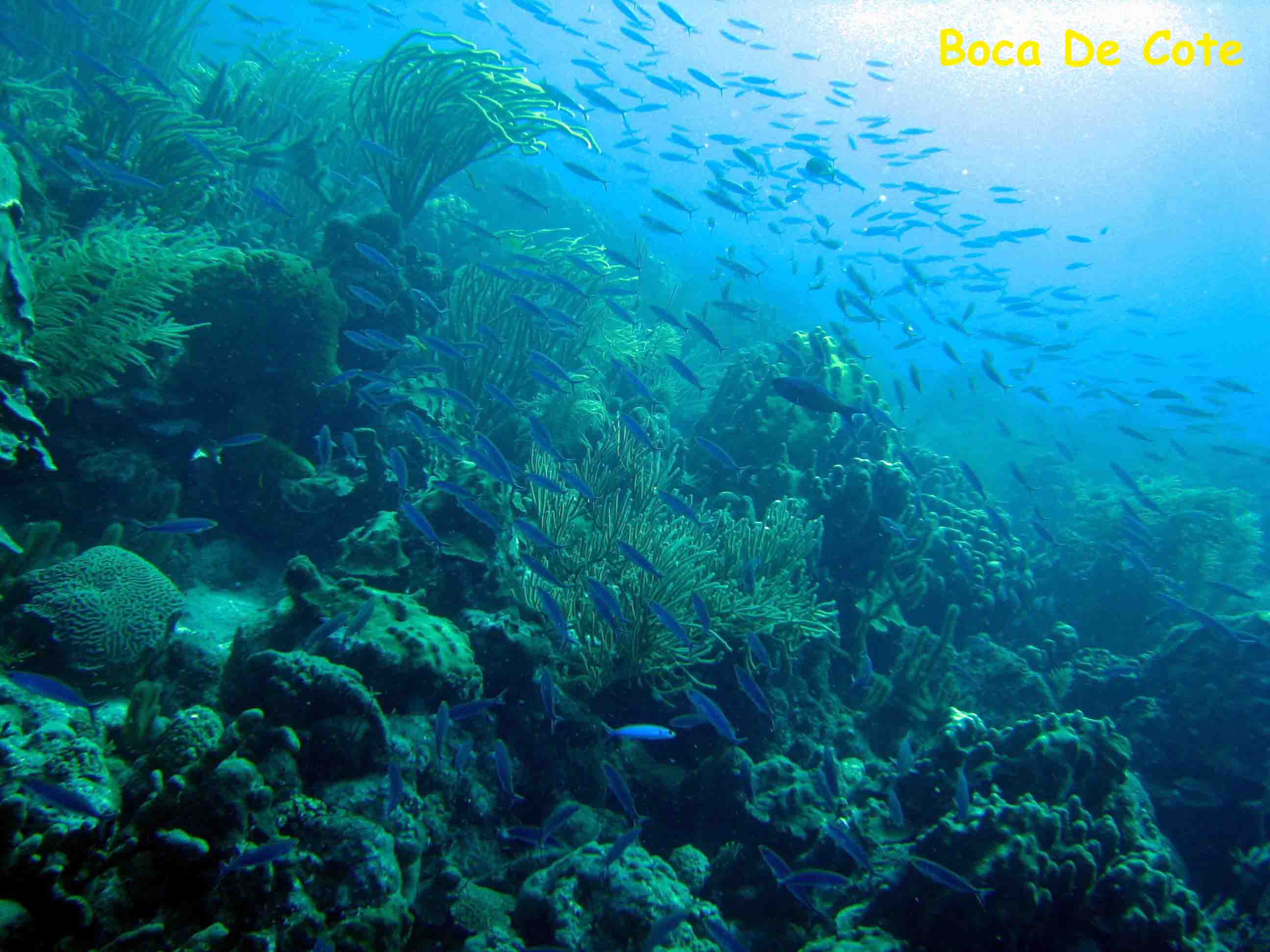 Boca de Cote, Los Roques, Venezuela