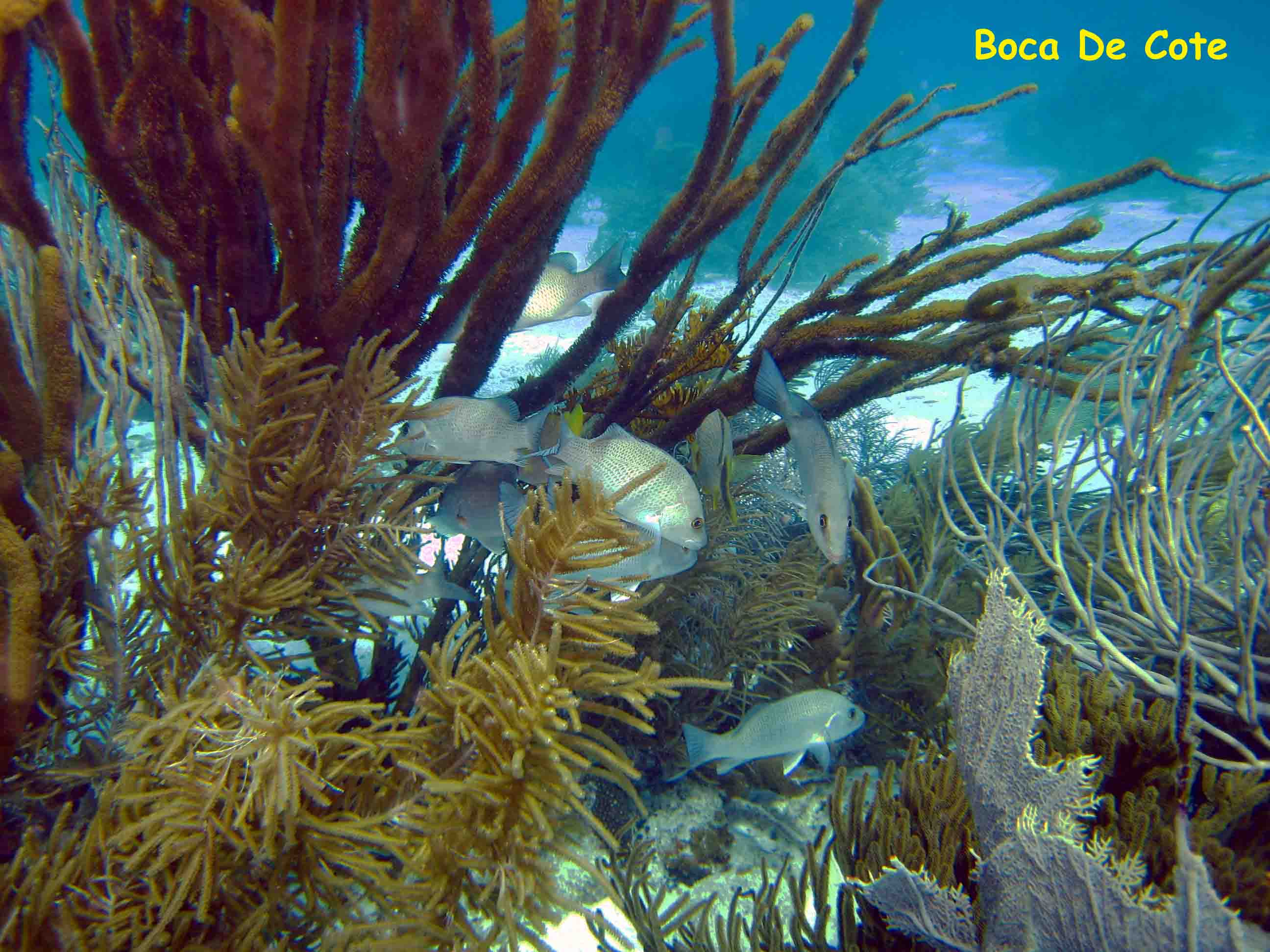 Boca de Cote, Los Roques, Venezuela