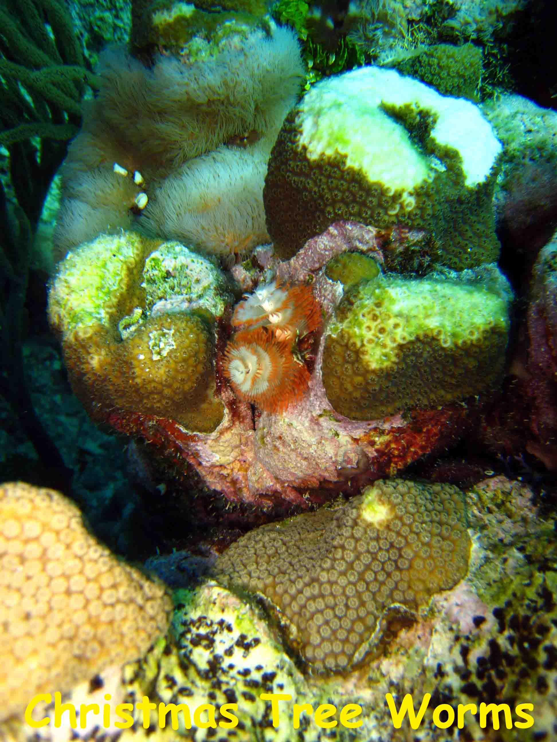 Boca de Cote, Los Roques, Venezuela