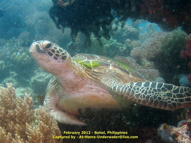 Bohol Feb 2012