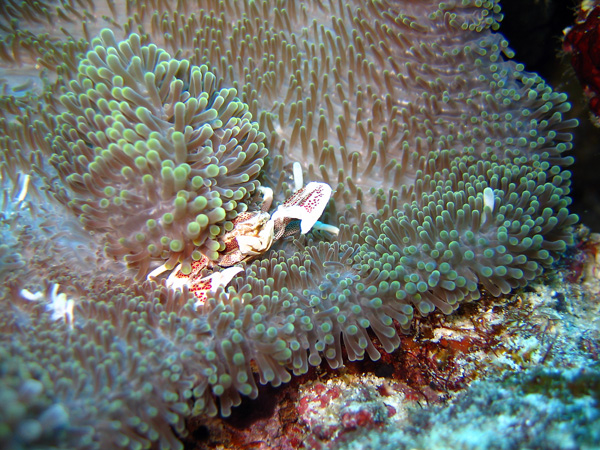 Bohol_Dive_085