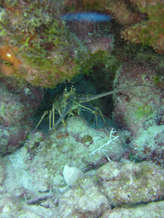 Bonair, Key West, and variouse wreck dives