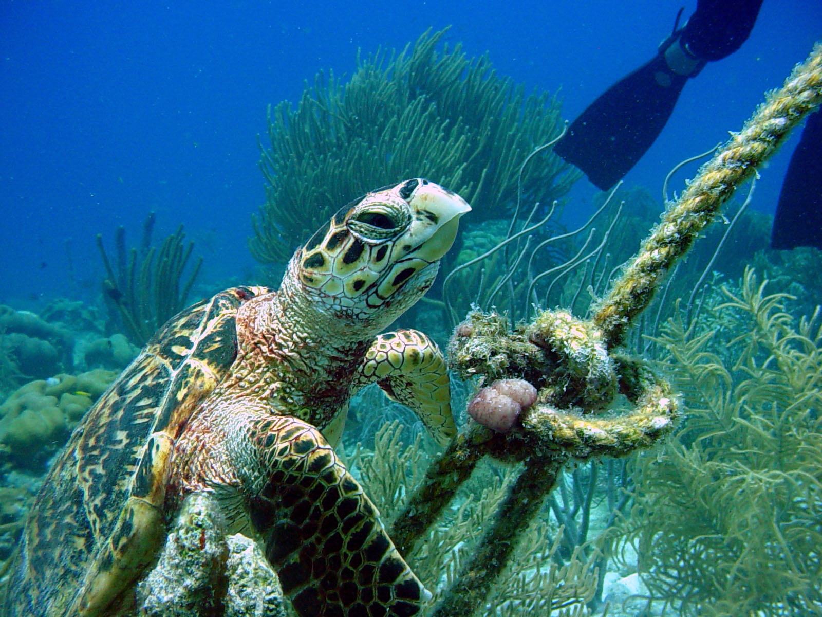 Bonaire 2005