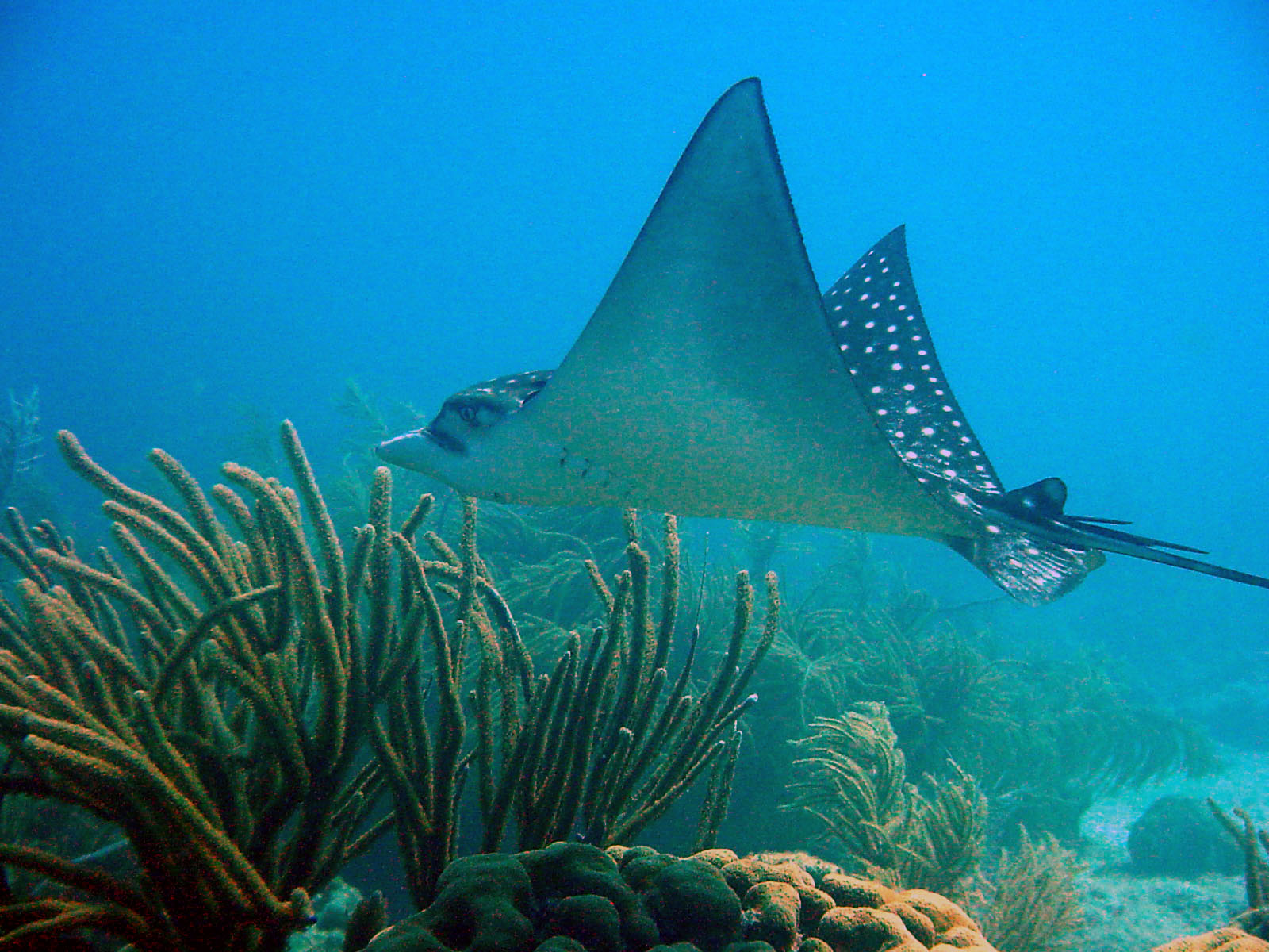 Bonaire 2005