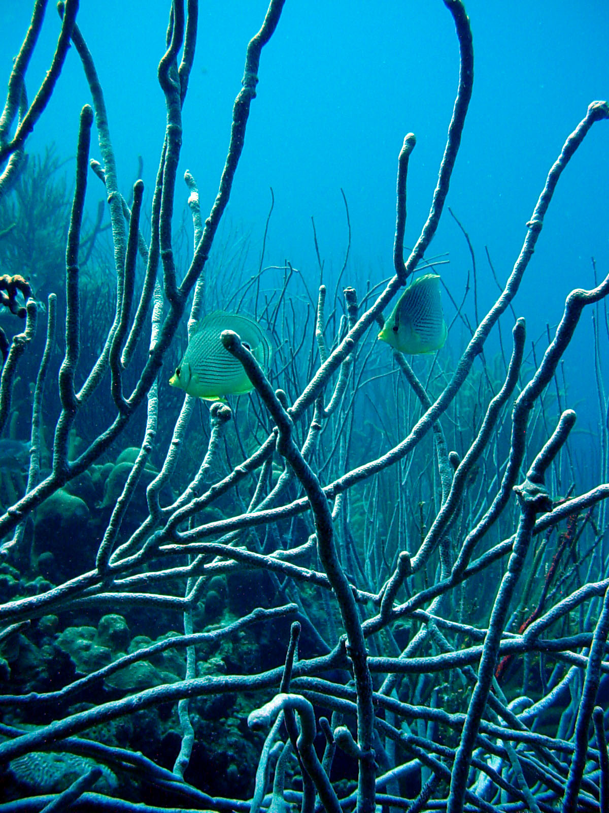 Bonaire 2005