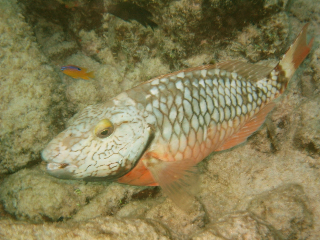 Bonaire 2006