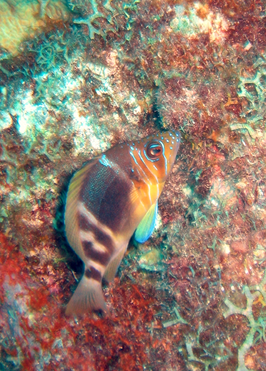 Bonaire 2006