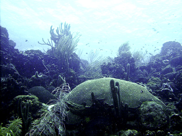 Bonaire 2007