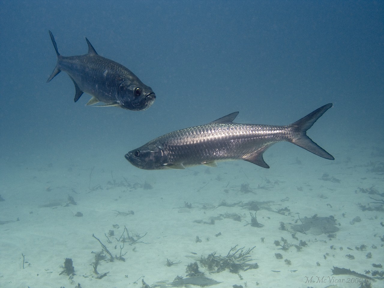 Bonaire 2009-