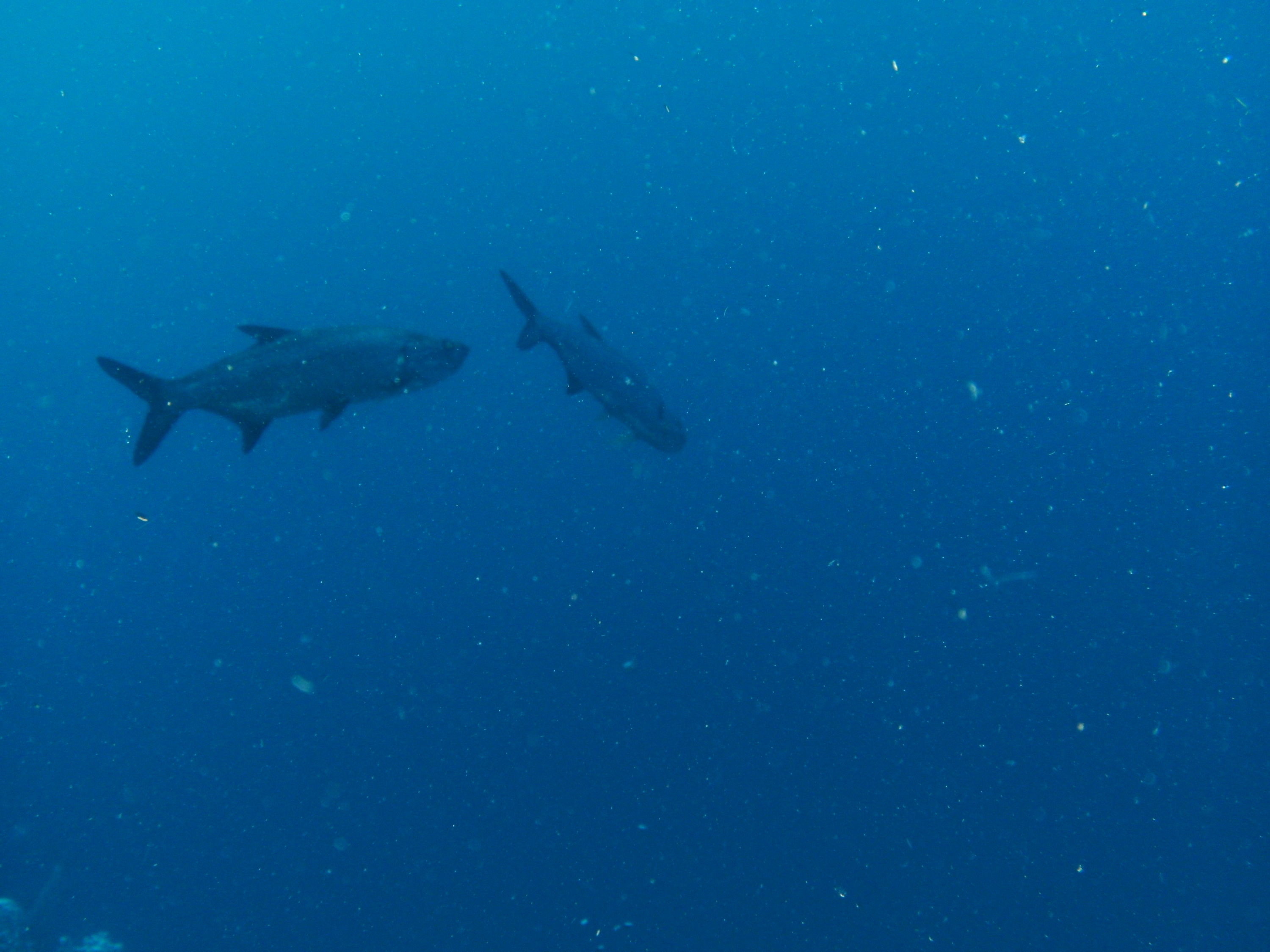 Bonaire 2012