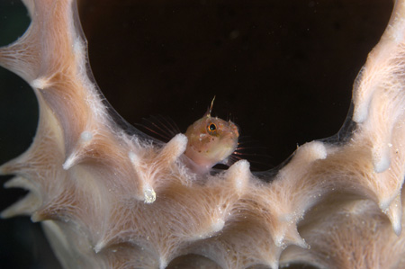 Bonaire blenny