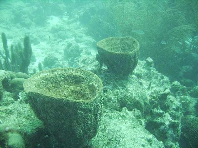 Bonaire: Bowl Sponges