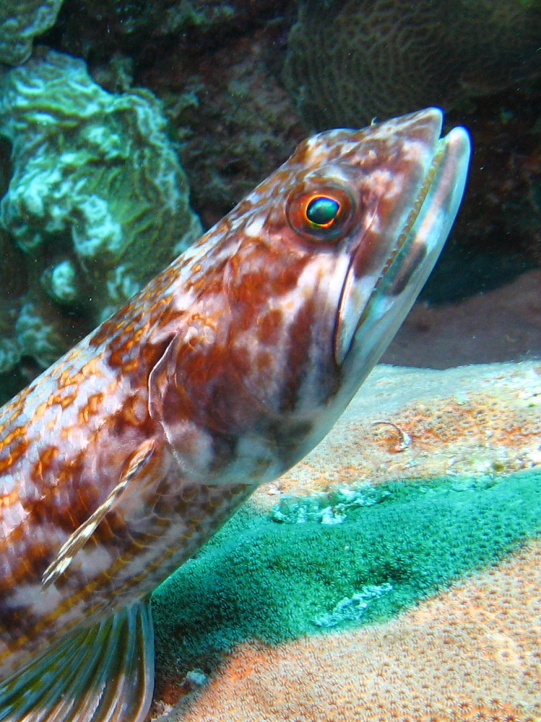 Bonaire Fish Picture