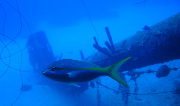 Bonaire Hilma Hooker and Snapper