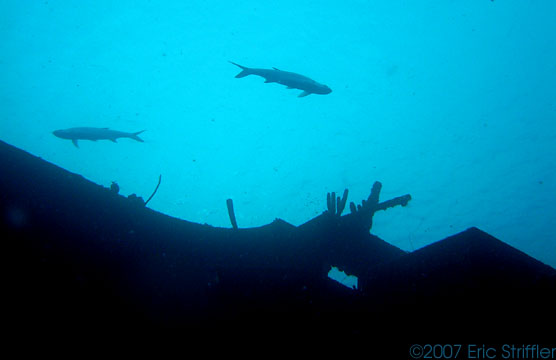 Bonaire- Hilma Hooker wreck with Tarpons hovering above.