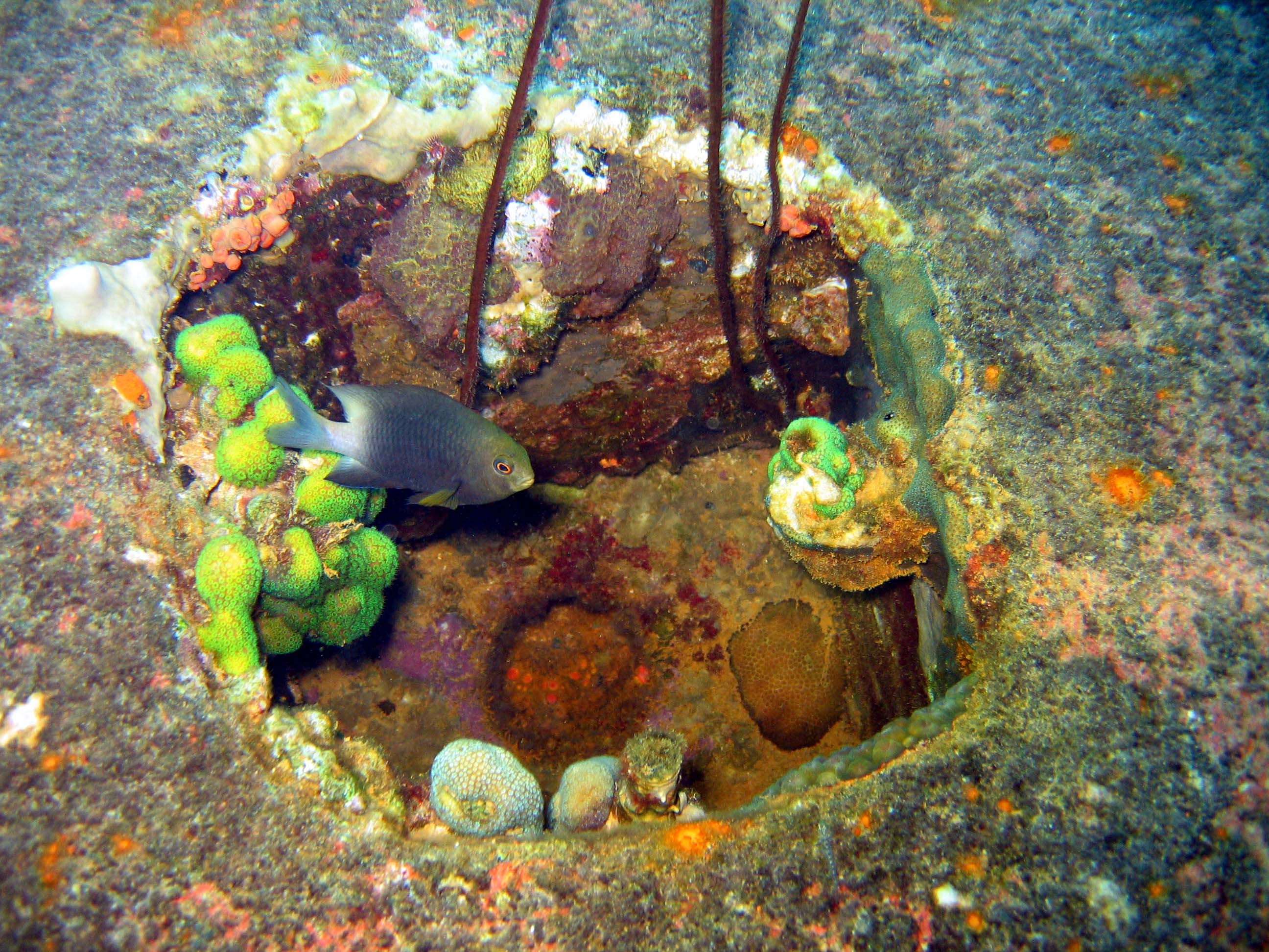 Bonaire Hilma Hooker