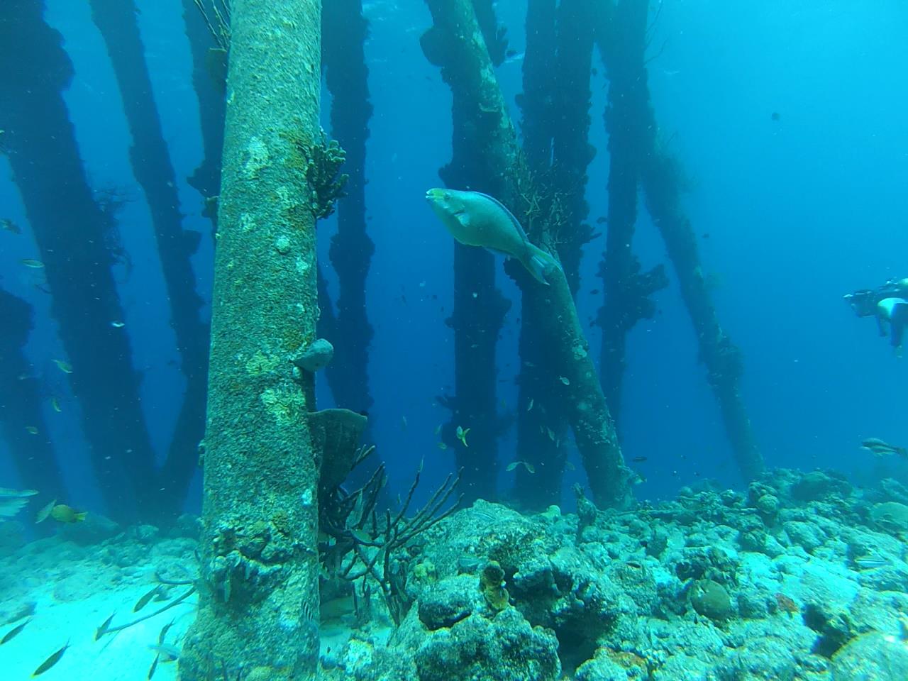 Bonaire June 2013