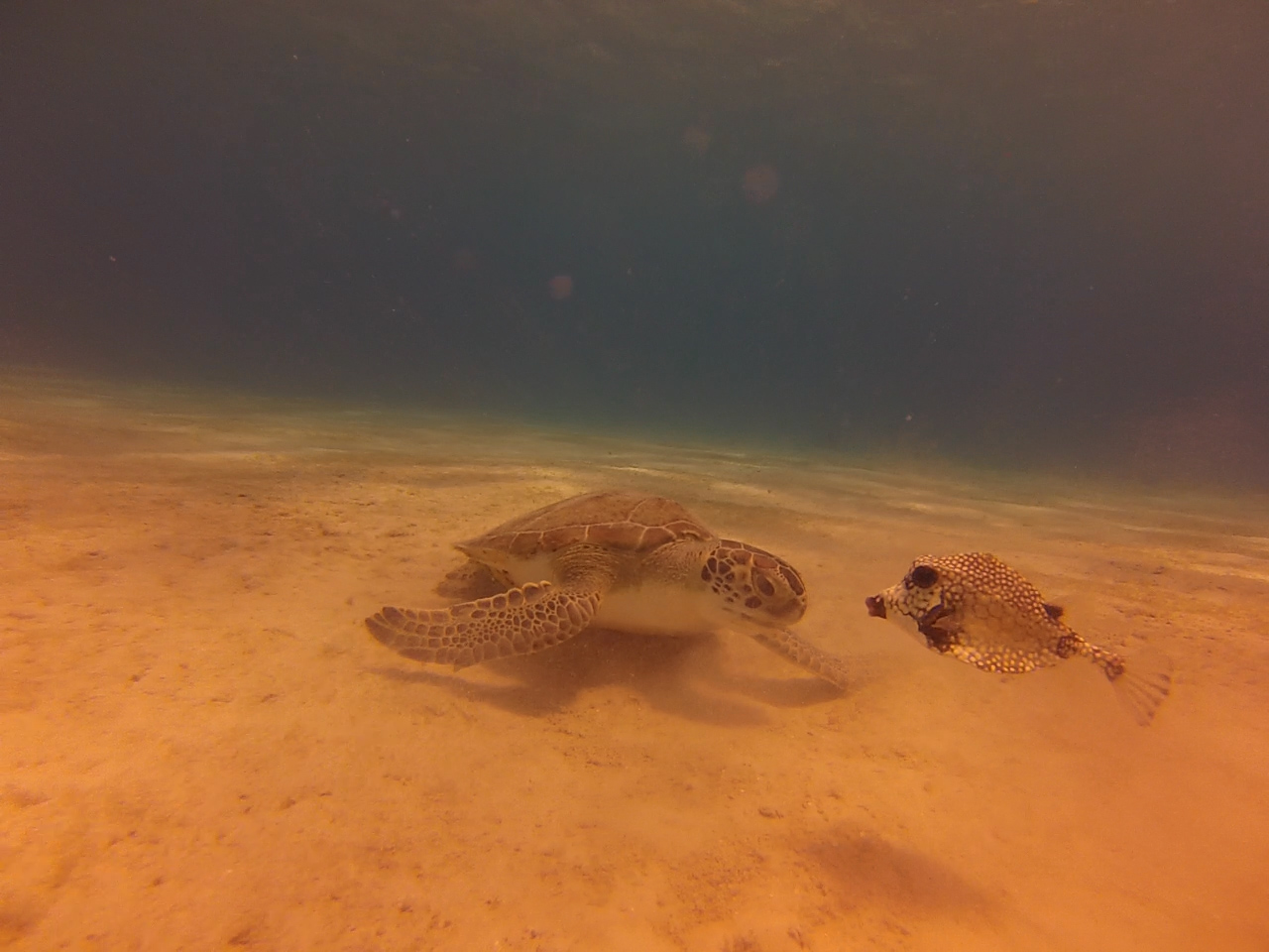 Bonaire June 2014