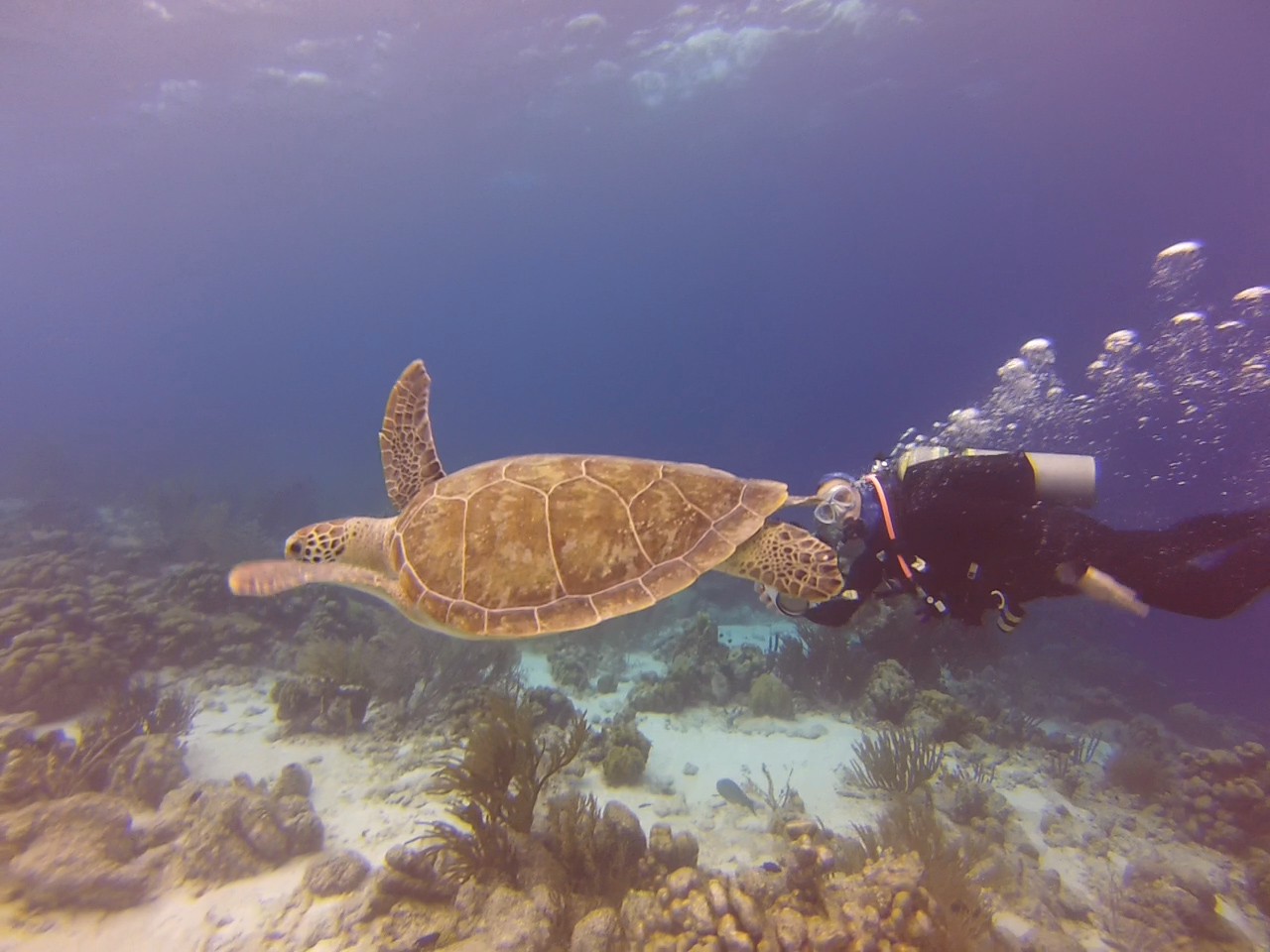 Bonaire June 2014