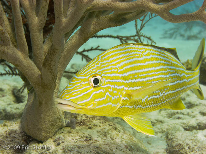 Bonaire Nov. 2009 Buddy Dive &amp; Shore