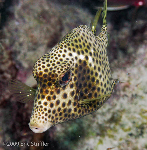 Bonaire Nov. 2009 Buddy Dive &amp; Shore