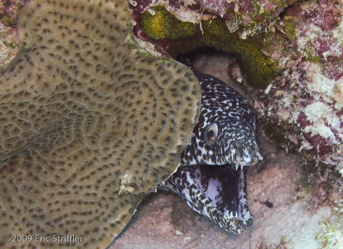 Bonaire Nov. 2009 Buddy Dive &amp; Shore