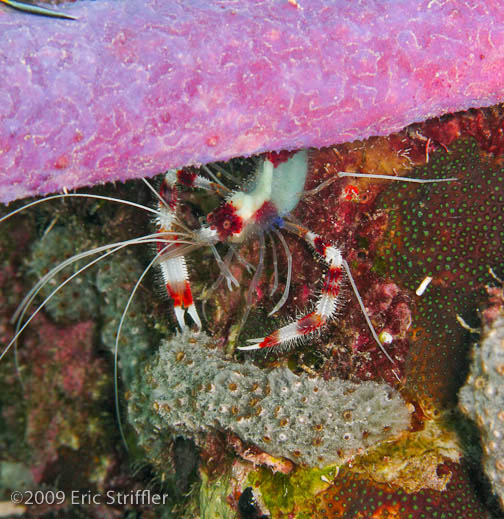 Bonaire Nov. 2009 Buddy Dive &amp; Shore