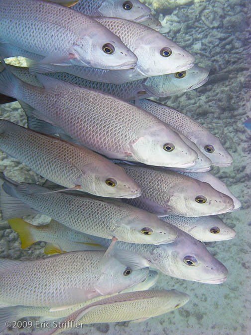 Bonaire Nov. 2009 Buddy Dive &amp; Shore