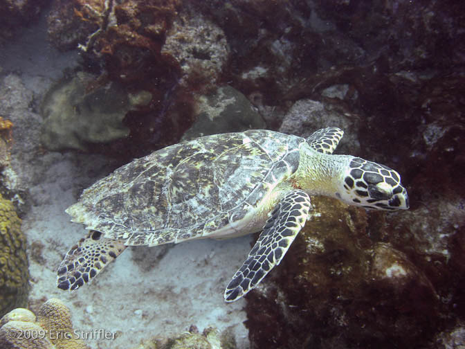 Bonaire Nov. 2009 Buddy Dive &amp; Shore