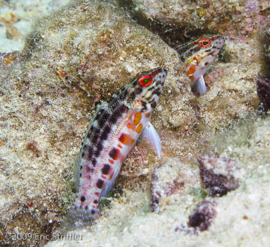 Bonaire Nov. 2009 Buddy Dive &amp; Shore