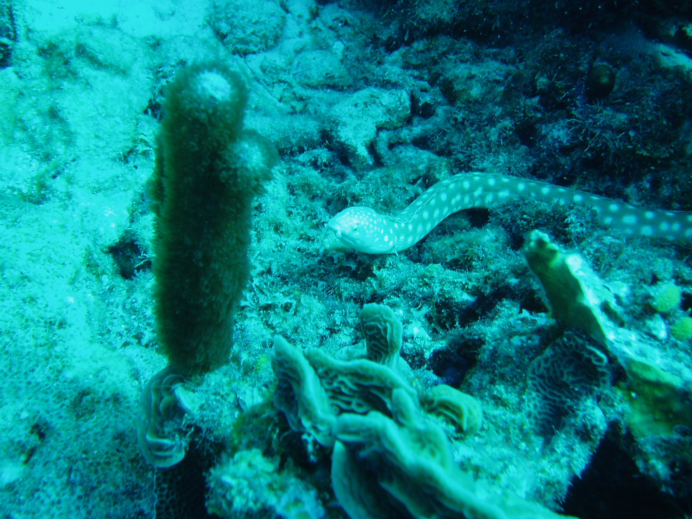 Bonaire ,Oil Slick