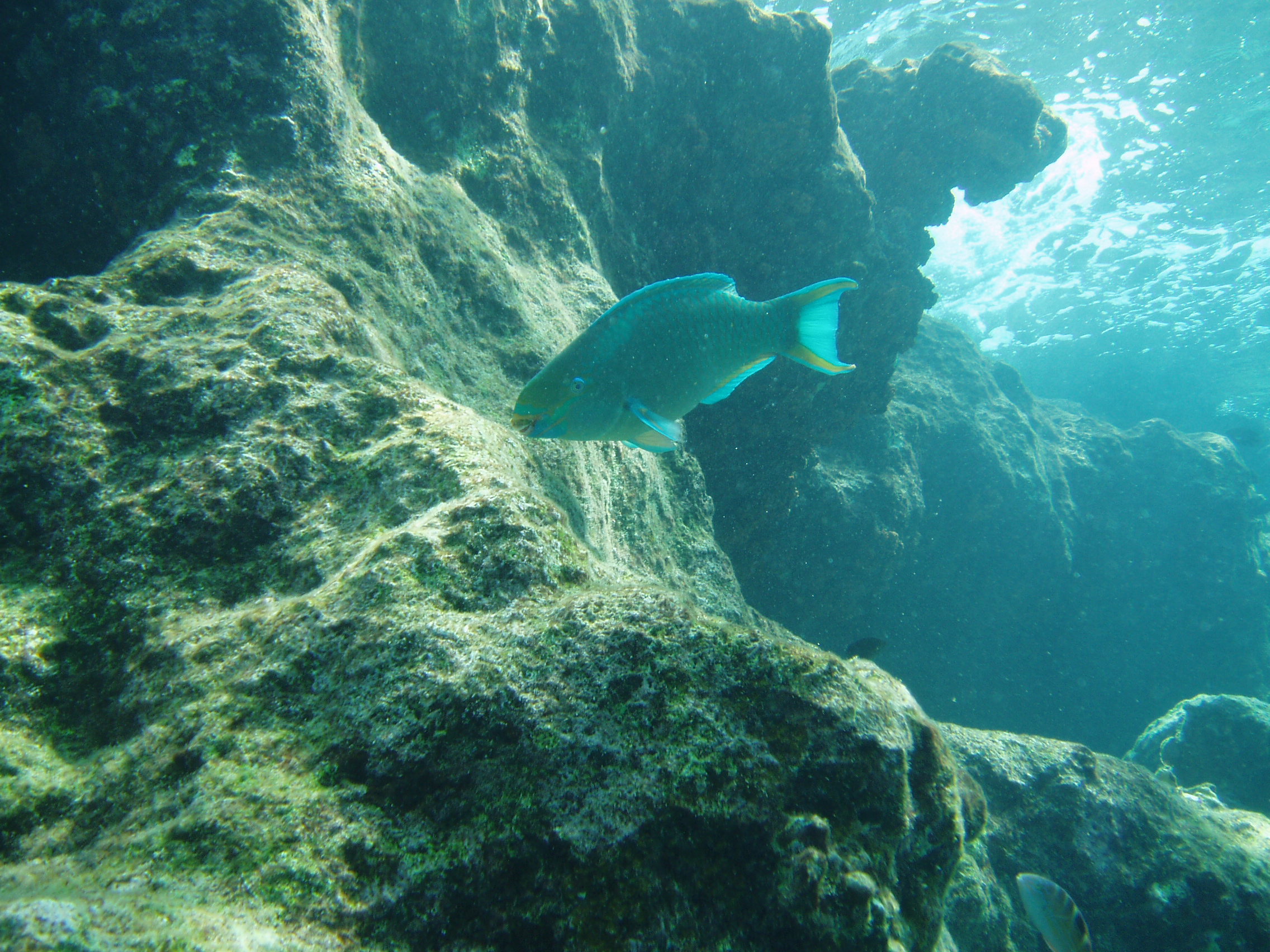 Bonaire Oil Slick