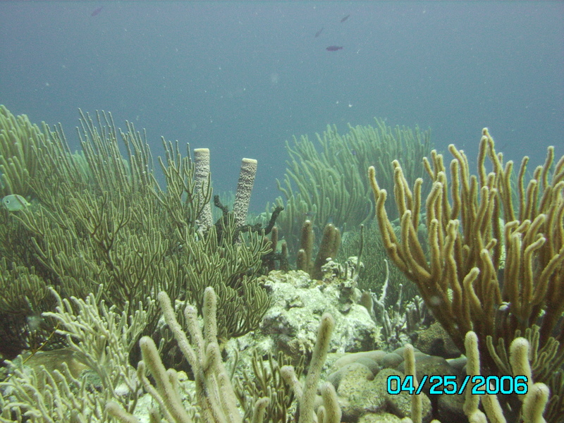 Bonaire Reef